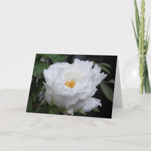 Vit Pion med Gult i sin hjärta Blommig Foto Kort