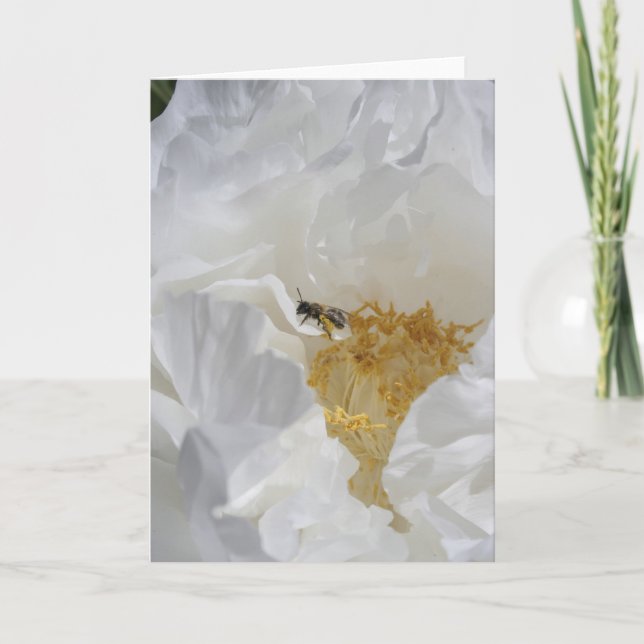 Vit Pion och Bibefloral Fotografi Kort (Framsida)