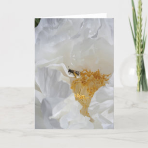 Vit Pion och Bibefloral Fotografi Kort