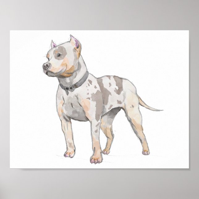 Vit Pit Bull Dog Watercolor Sketch Poster (Framsidan)