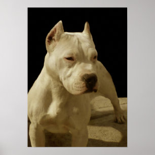 Vit pitbull poster
