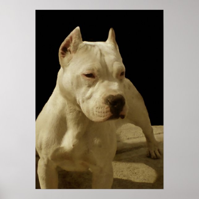 Vit pitbull poster (Framsidan)