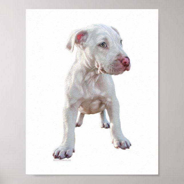 Vit Pitbull Valp Poster (Framsidan)