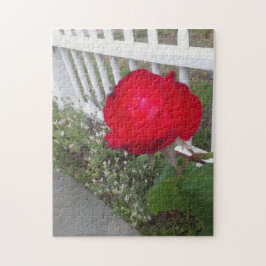 Vit plockad staket och en underbar röd ros pussel