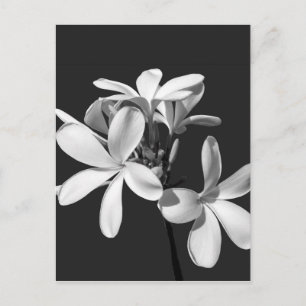 Vit plumeria i fullt-blomma vykort
