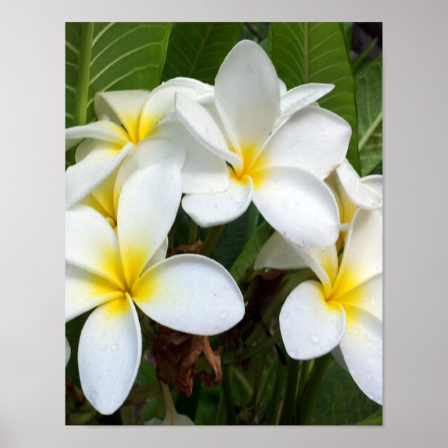 Vit plumeriaflod poster (Framsidan)