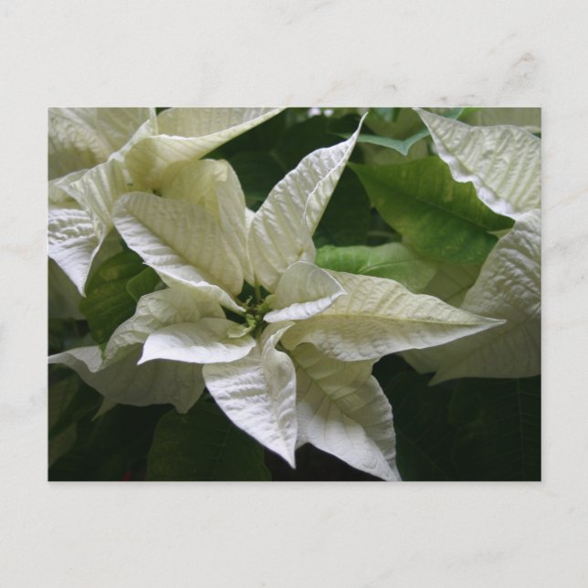 Vit Poinsettia Grön Holiday Jul Helg Vykort (Framsida)