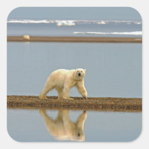Vit Polar Bear Fyrkantigt Klistermärke