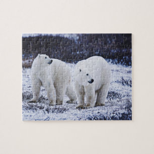 Vit Polar Bears Pussel