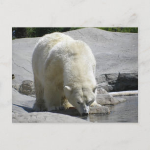 vit polar vykort