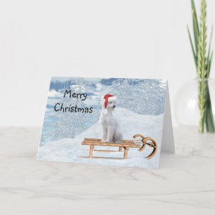 Vit Poodle Jul Kort