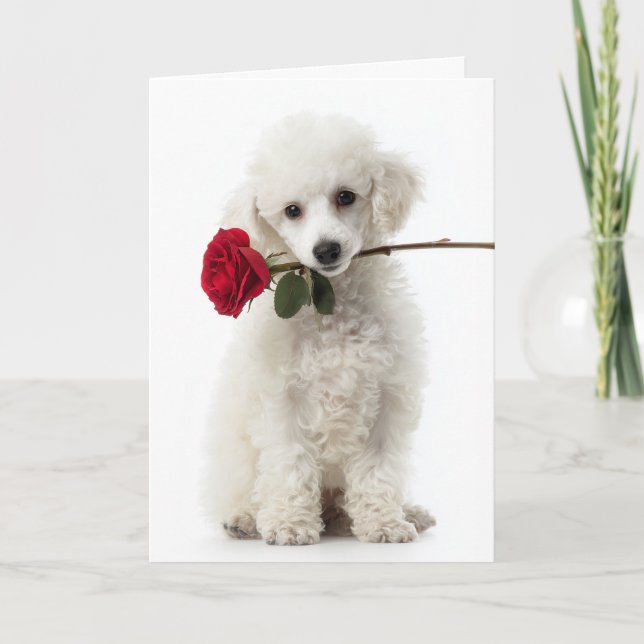 Vit Poodle Valp Alla Hjärtans Dag – Sött Kärlek Kort (Framsida)