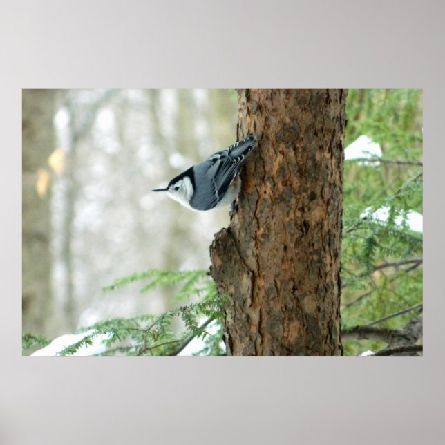 Vit Poster av bröstad nuthatch-vinter (Framsidan)