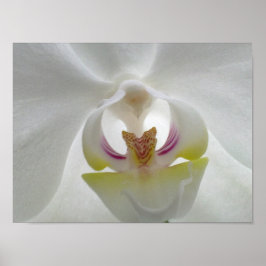 Vit Poster Orchid