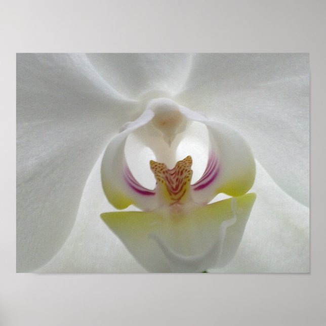 Vit Poster Orchid (Framsidan)