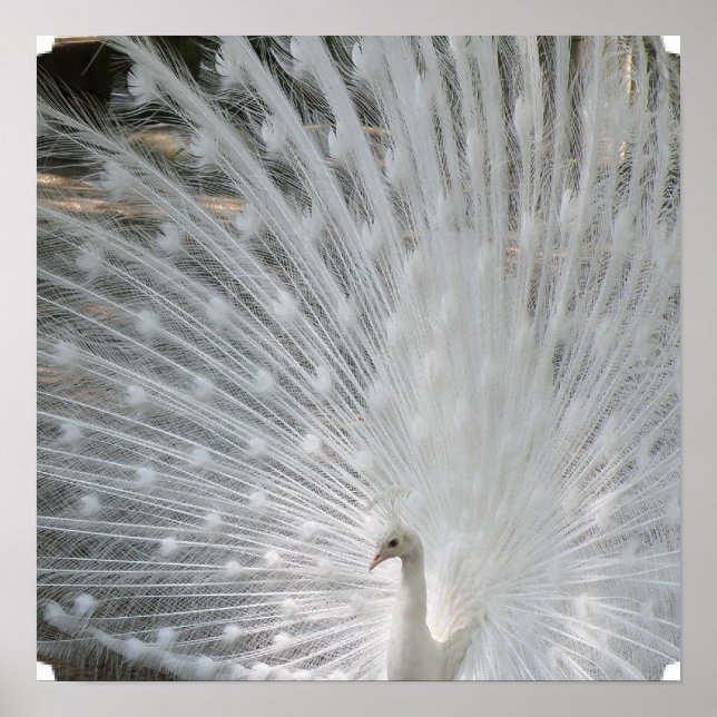 Vit Poster Peacock (Framsidan)