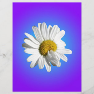 Vit Prästkrage Blomma Blommig Lila Blå Gradient
