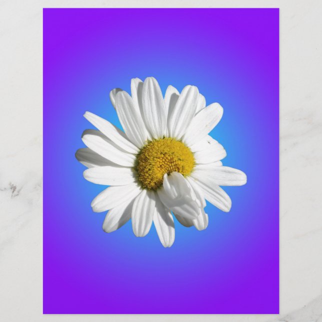 Vit Prästkrage Blomma Blommig Lila Blå Gradient (Framsida)
