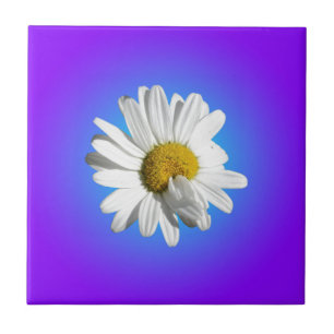Vit Prästkrage Blomma Blommig Lila Blå Gradient Kakelplatta