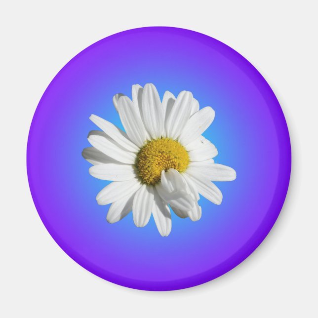Vit Prästkrage Blomma Blommig Lila Blå Gradient Magnet (Framsidan)