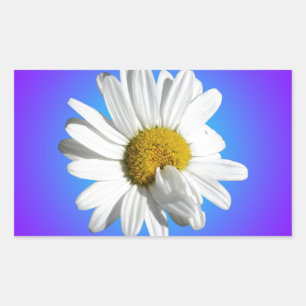 Vit Prästkrage Blomma Blommig Lila Blå Gradient Rektangulärt Klistermärke