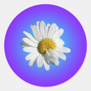 Vit Prästkrage Blomma Blommig Lila Blå Gradient Runt Klistermärke
