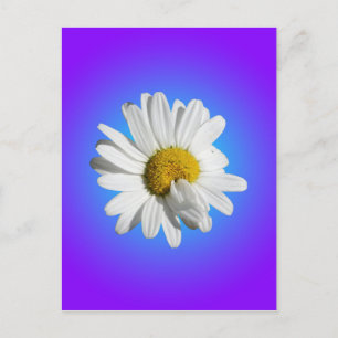 Vit Prästkrage Blomma Blommig Lila Blå Gradient Vykort