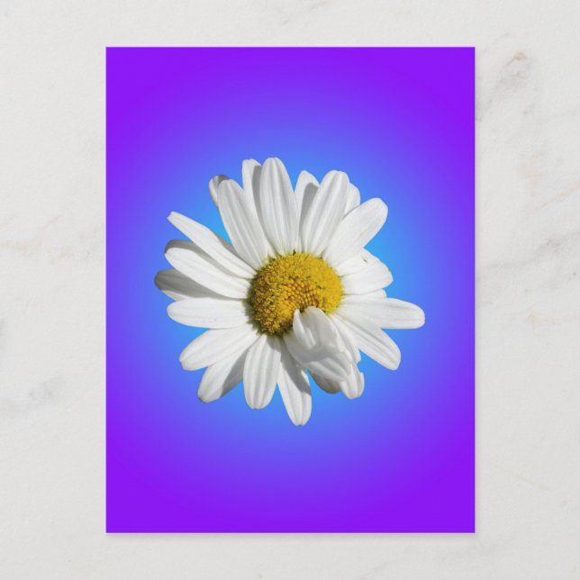 Vit Prästkrage Blomma Blommig Lila Blå Gradient Vykort (Framsida)