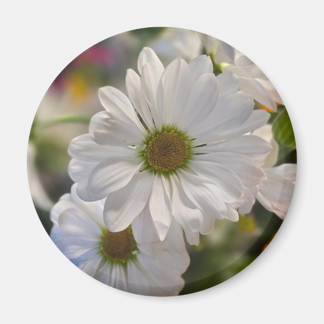 Vit Prästkrage Magnet (Framsidan)