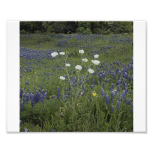 Vit Prickly Poppys Fototryck