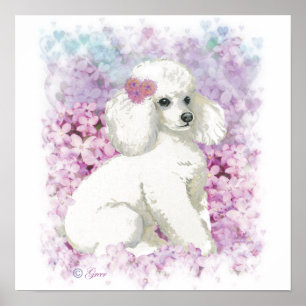 Vit Pudel i Lilacs Poster Skriv ut