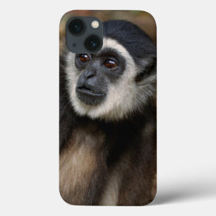 Vit-Räckt Gibbon (Hylobateslaren), Monkeyland