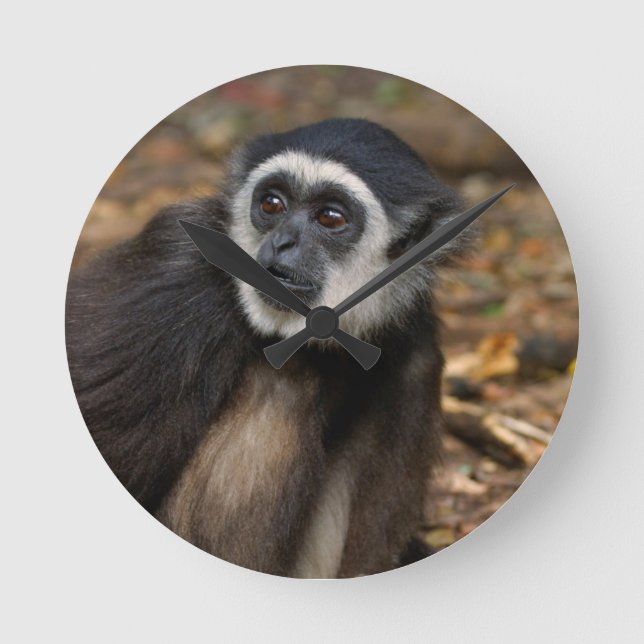 Vit-Räckt Gibbon (Hylobateslaren), Monkeyland Rund Klocka (Framsida)