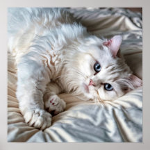 Vit Ragdoll Cat Poster