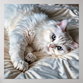 Vit Ragdoll Cat Poster