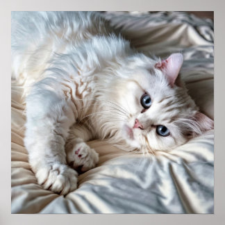 Vit Ragdoll Cat Poster