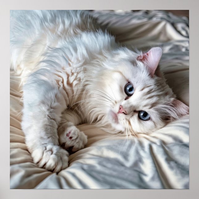 Vit Ragdoll Cat Poster (Framsidan)