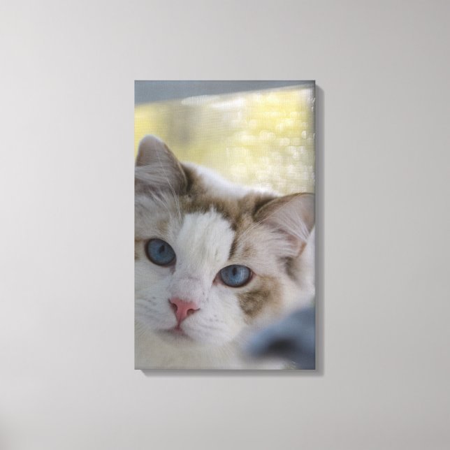Vit Ragdoll Katt Lindad i Canvas (Framsida)