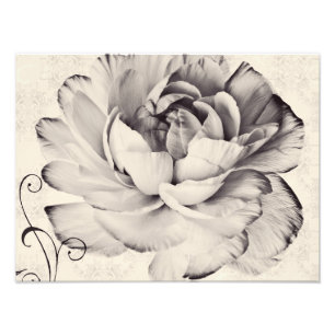 Vit Ranunculus Flower Black-bakgrund Fototryck