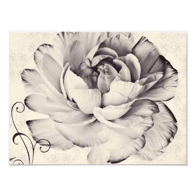 Vit Ranunculus Flower Black-bakgrund Fototryck (Framsidan)