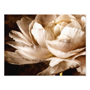 Vit Ranunculus Flower Sepia Black-bakgrund Fototryck
