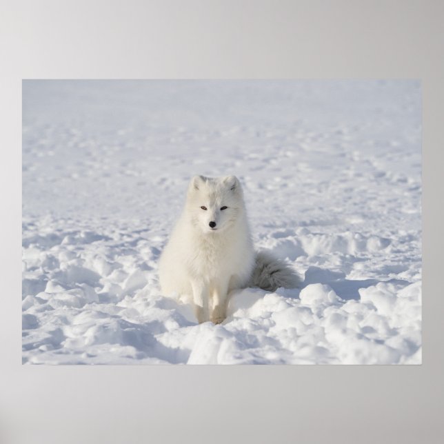 Vit räv poster (Framsidan)