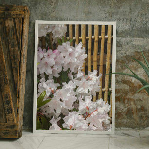 Vit Rhododendron Blooms och Bamboo Fence Blommigt Fototryck