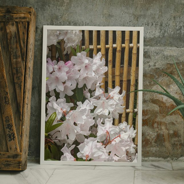 Vit Rhododendron Blooms och Bamboo Fence Blommigt Fototryck (In Situ (Framed))