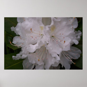 Vit Rhododendron i Bloom Poster
