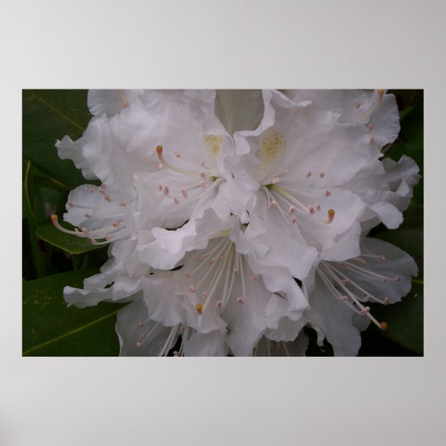 Vit Rhododendron i Bloom Poster (Framsidan)