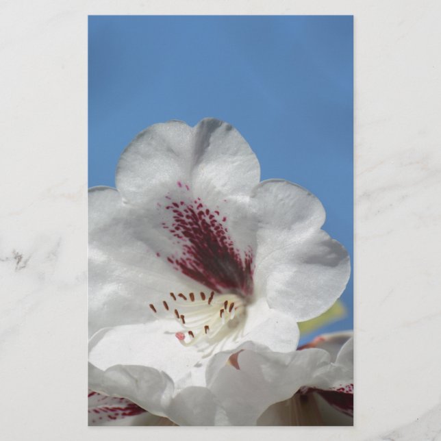 Vit Rhododendron med Burgundy (Framsida)