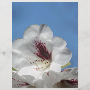 Vit Rhododendron med Burgundy