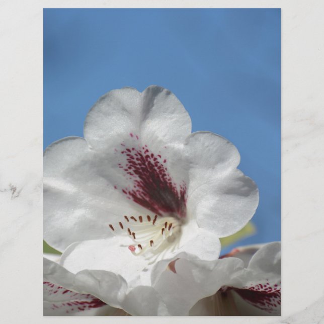 Vit Rhododendron med Burgundy (Framsida)