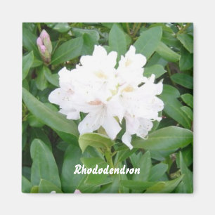 Vit Rododendron magnet